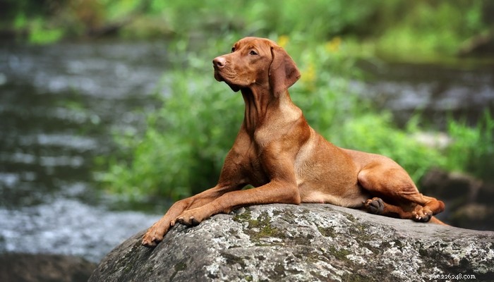 20 beste kortharige hondenrassen die gemakkelijk te verzorgen zijn
