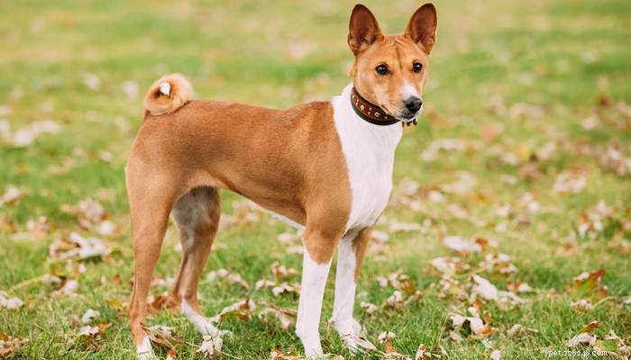 20 meilleures races de chiens à poils courts faciles à toiletter