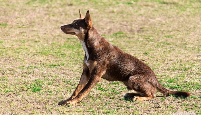 20 meilleures races de chiens à poils courts faciles à toiletter