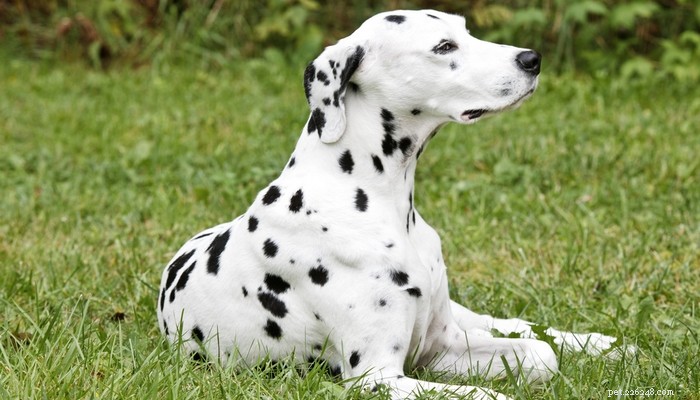 20 лучших короткошерстных пород собак, за которыми легко ухаживать
