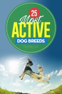 26 meest actieve honden voor energieke eigenaren
