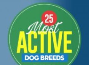 26 mest aktiva hundar för energiska ägare