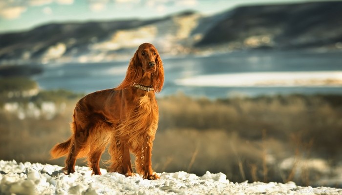 26 nejaktivnějších psů pro energické majitele