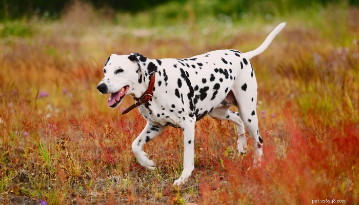 26 nejaktivnějších psů pro energické majitele