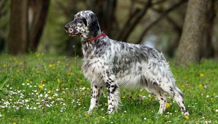 エネルギッシュな飼い主のための26の最もアクティブな犬 