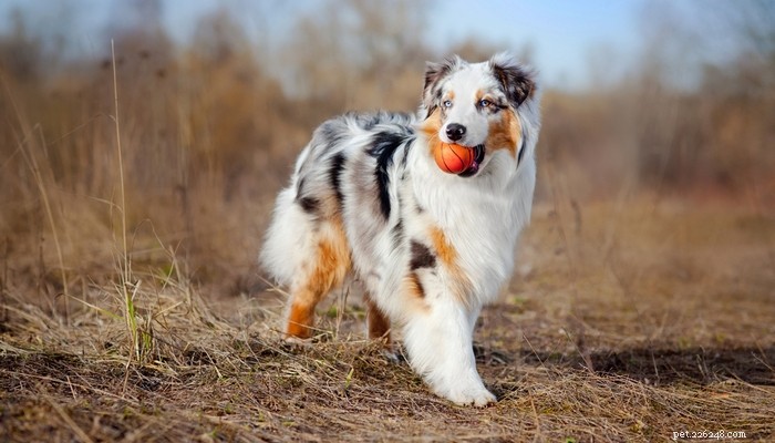 26 meest actieve honden voor energieke eigenaren