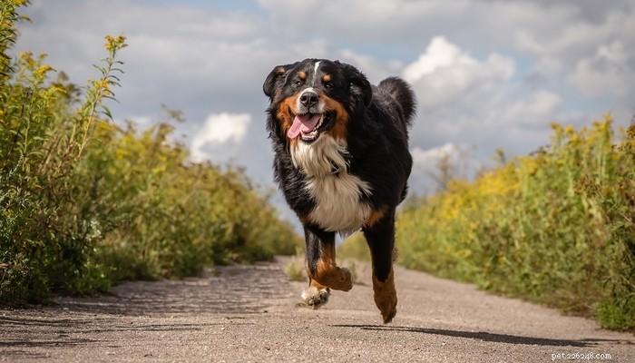 26 самых активных собак для энергичных владельцев