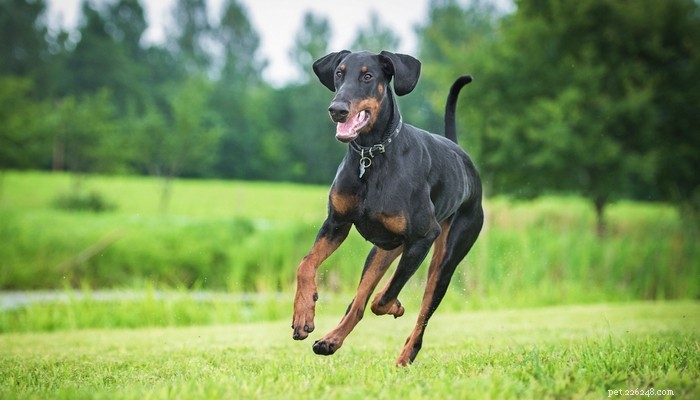 エネルギッシュな飼い主のための26の最もアクティブな犬 