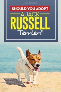 Você deve adotar um Jack Russell Terrier?