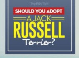 Ska du adoptera en Jack Russell Terrier?