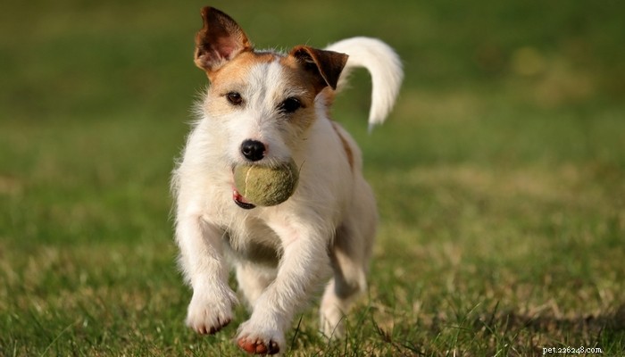 Devez-vous adopter un Jack Russell Terrier ?