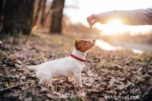 Moet je een Jack Russell Terrier adopteren?