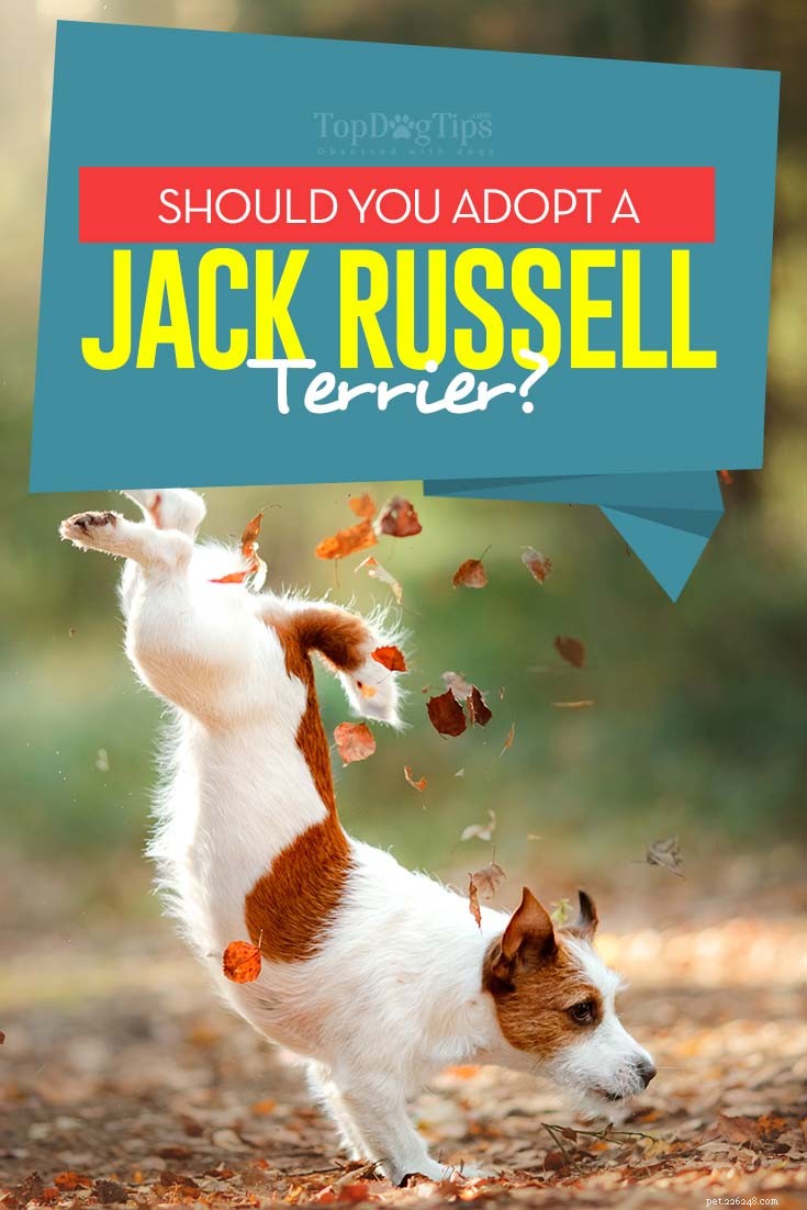 Você deve adotar um Jack Russell Terrier?