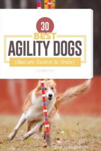 30 migliori cani Agility che sono più facili da addestrare per le competizioni