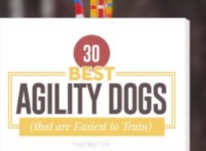 競技会のために訓練するのが最も簡単な30の最高の敏捷性犬 