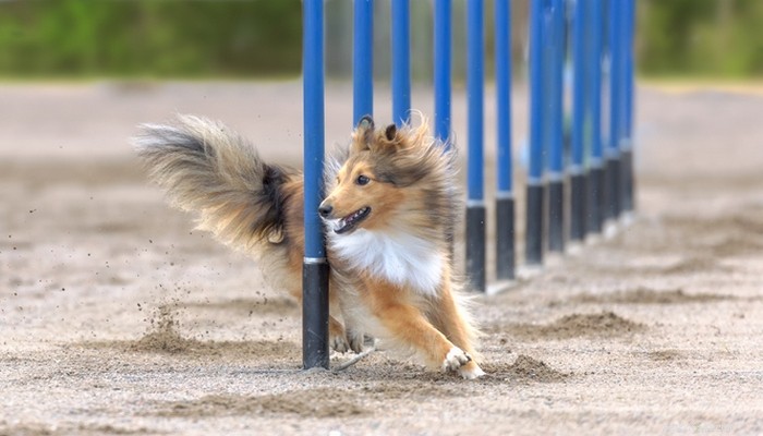 30 bästa agilityhundar som är lättast att träna för tävlingar