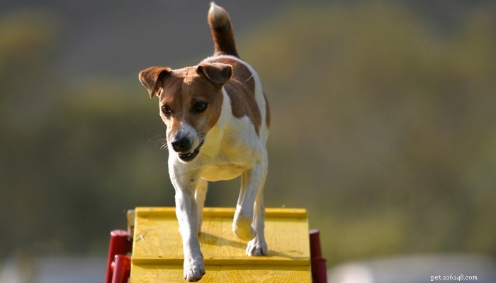 30 nejlepších psů agility, které se nejsnáze vycvičí na soutěže