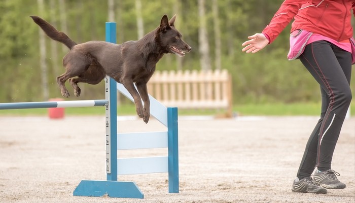 競技会のために訓練するのが最も簡単な30の最高の敏捷性犬 