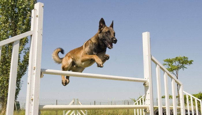 30 bästa agilityhundar som är lättast att träna för tävlingar