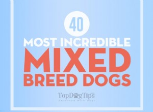 40 mest otroliga blandrashundar