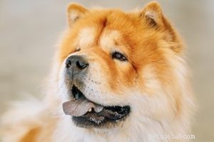 40 meest ongelooflijke honden van gemengd ras