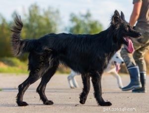 40 chiens de race mixte les plus incroyables