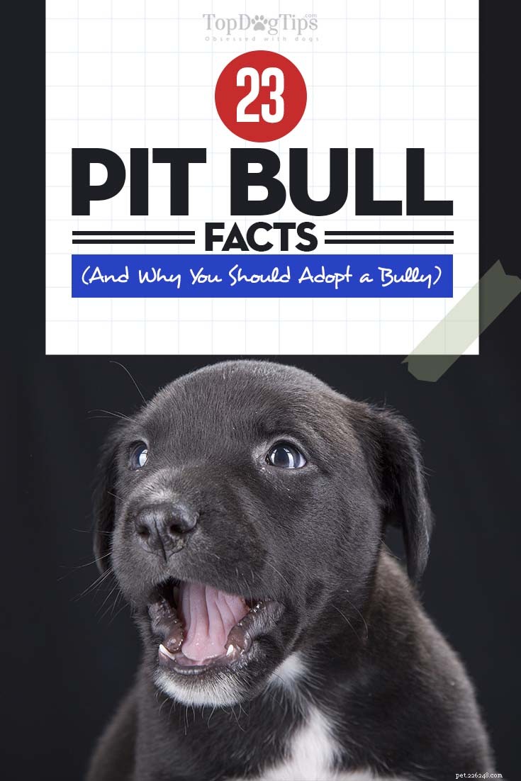 23 faktů o pitbulech a proč byste si měli osvojit pitbulla