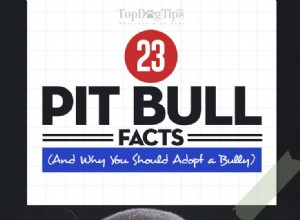 23 faits sur les pitbulls et pourquoi vous devriez adopter un pitbull