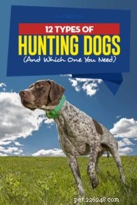 12 tipi di cani da caccia e quale ti serve
