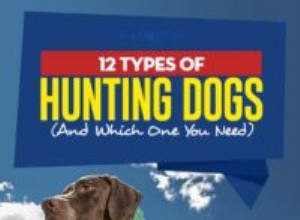 12種類の狩猟犬とどれが必要か 