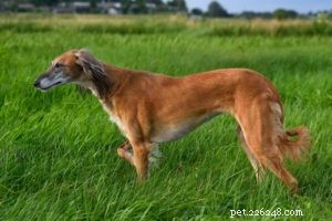 12種類の狩猟犬とどれが必要か 