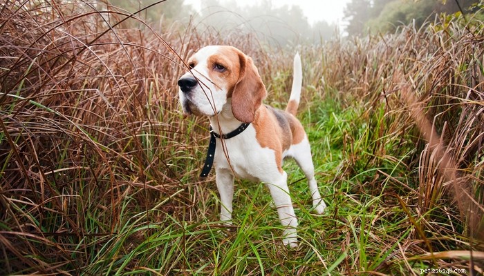 12 tipos de cães de caça e qual você precisa