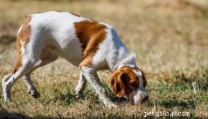 12 типов охотничьих собак и какая из них вам нужна