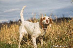 12 soorten jachthonden en welke je nodig hebt