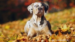 12 soorten jachthonden en welke je nodig hebt