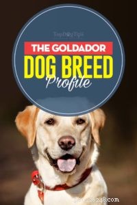Goldador犬の品種のプロファイル 