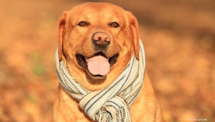 Profilo razza canina Goldador