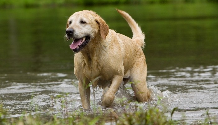 Profil de race de chien Goldador