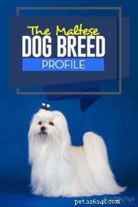 Profilo della razza canina maltese
