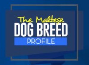 Perfil da raça do cão maltês