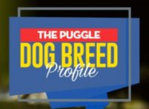 Profil plemene psa Puggle