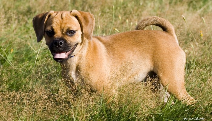 Profilo razza di cane Puggle