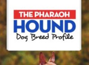 Hundrasprofil för faraohund