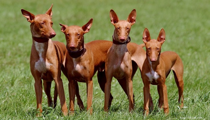 Profilo della razza di cane da caccia Faraone