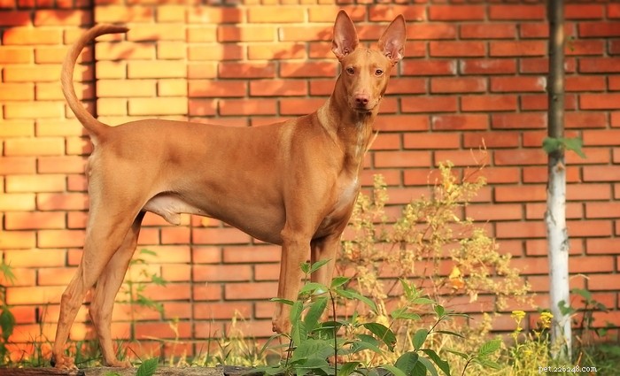 Profilo della razza di cane da caccia Faraone