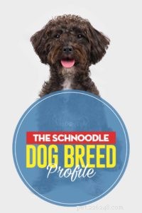 Perfil da raça Schnoodle Dog