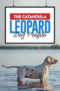 Perfil do cão leopardo Catahoula