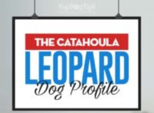 Perfil do cão leopardo Catahoula