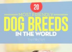 世界で最も友好的な20の犬種 