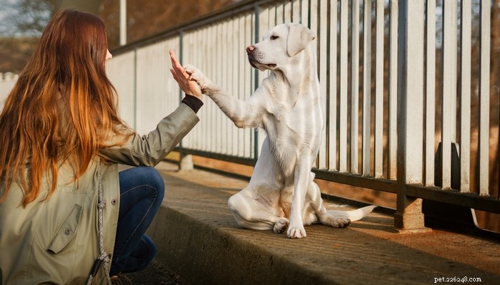 20 meest vriendelijke hondenrassen ter wereld